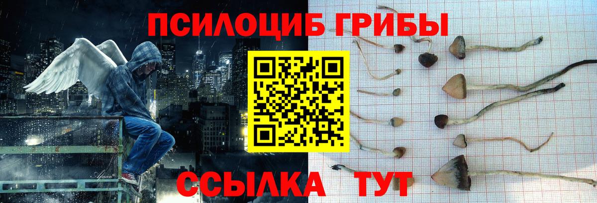 Псилоцибиновые грибы Cubensis Губкинский